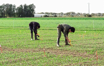 Observations de pucerons sur jeunes semis de blé 2025 en Bretagne 