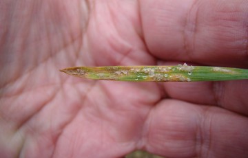 Duvet blanc d'oïdium sur une feuille de blé début février 2023 dans l’Ouest de l’Occitanie