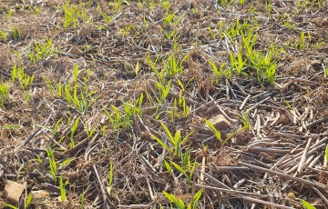 Photo prise le 28 février 2024 d’une orge de printemps semée sur sol gelée le 10 janvier 2024 en Haute-Saône à 400 grains/m²