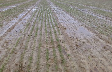 Parcelle de blé ennoyée en Aquitaine en janvier 2024