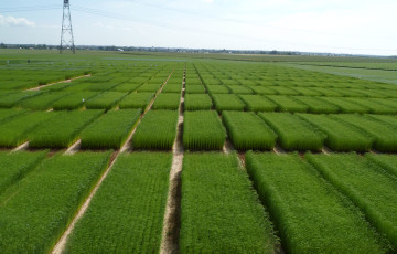 Vue générale des parcelles expérimentales de lin