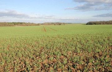 Parcelle de blé en sortie d’hiver 2024 en Bourgogne