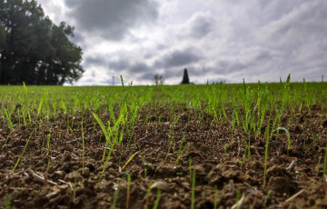 Jeunes semis de blé mi- novembre 2025 dans le sud-ouest