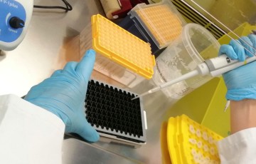 PCR pour détection des agents de biocontrôle