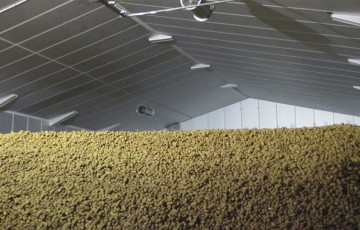 Stockage de pommes de terre de fécule dans un bâtiment