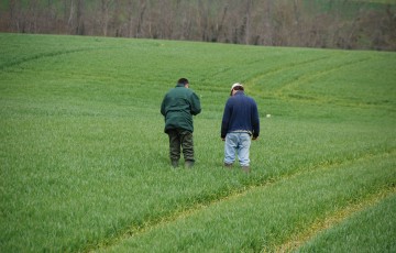 Deux techniciens discutent dans une parcelle de blé dur, sur la présence éventuelle de maladies, en Occitanie fin mars 2023
