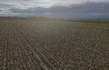 Parcelle de semis en orge d’hiver du 2 octobre 2025 en Hauts de France (photo du 13/10 - ARVALIS)