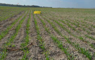 Piège jaune pour pucerons et cicadelles en blé dur en Occitanie en 2023
