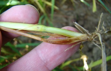 Symptômes de piétin-verse sur blé dans une parcelle en Bretagne