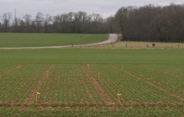 Parcelle de blé au stade début tallage en février 2024 en Bretagne