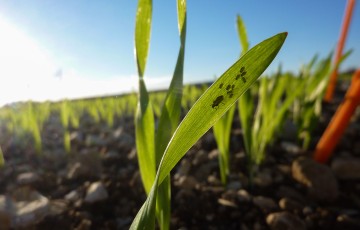 Pucerons sur jeunes semis de blé en Poitou-Charentes fin octobre 2023