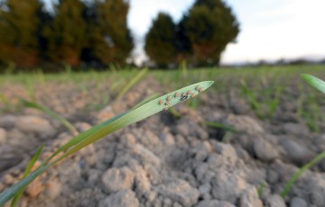 Pucerons sur jeunes plantes de céréales levées en Champagne-Ardenne