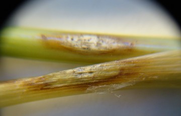 Piétin verse sur blé : tache ocellée sur gaines foliaires en 2024 en Rhône-Alpes