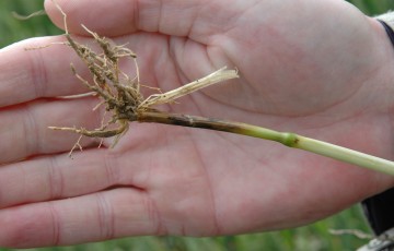 Piétin verse la base d'une tige de blé tendre en 2024 en Champagne-Ardenne
