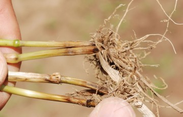 Piétin-verse à la base des tiges d’une jeune plante de blé, en Alsace