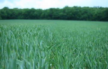 Parcelle de blé avec une zone avec régulateur de croissance, une zone sans, en Occitanie