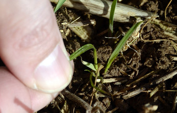 Ray-grass dans une parcelle de blé dur en janvier 2026 en Occitanie