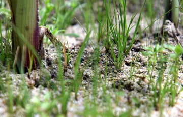 Infestation de ray-grass dans les maïs 2025, en Pays de la Loire