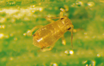 Jeune puceron Ropalosiphum padi - vecteur de la JNO mi novembre 2025 en Bretagne