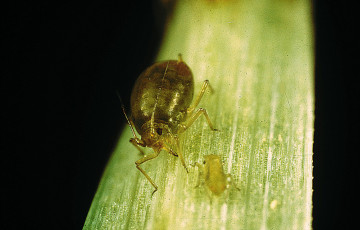 Puceron Rhopalosiphum padi : à l’automne 2025 en Poitou-Charentes