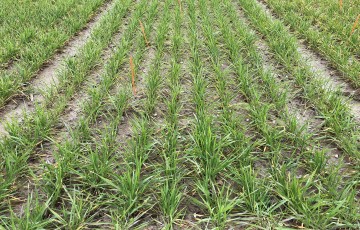 Semis de blé en début de montaison en Bourgogne-Franche Comté en 2024