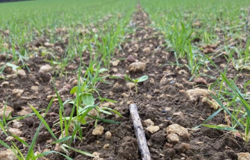 Semis de blé en Poitou Charentes