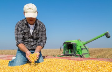 Récolte de maïs en Auvergne