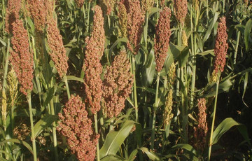 Variétés de sorgho grain