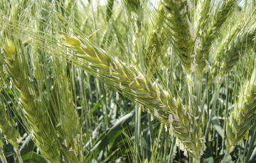 triticale