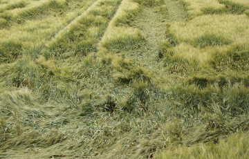 Parcelle de blé tendre avec verse en Hauts de France
