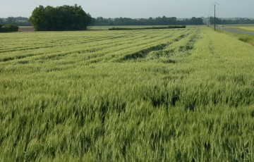 Phénomène de verse dans une parcelle de blé tendre en Île de France