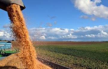 Récolte de maïs grain en 2023 dans le Centre de la France