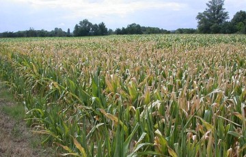 Conséquence du changement climatique sur le maïs