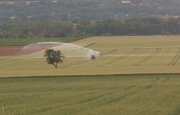 L’irrigation de printemps pour garantir rendement et qualité du blé
