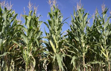 Canicule précoce sur maïs : quels effets sur le développement ?