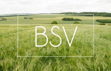 BSV Normandie : état des cultures, maladies, ravageurs, adventices