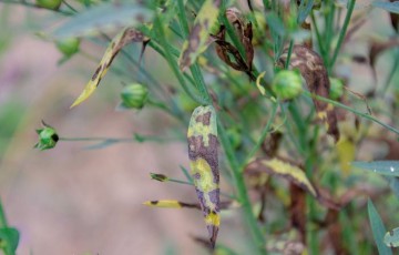 Les maladies du lin fibre observables en végétation : la septoriose