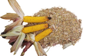 Les clés pour récolter et valoriser l’ensilage de maïs épi