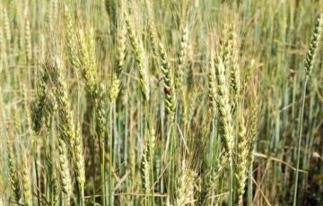 Seize variétés de blé tendre : résultats des essais en AB