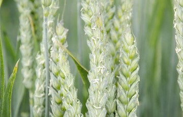 Blé sur blé : les premiers résultats variétés 2021