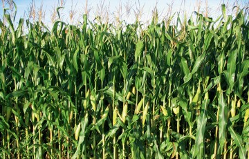 Programmer le chantier de récolte du maïs fourrage