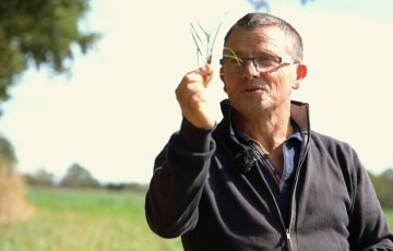 Céréales : gestion du ray-grass en non labour en Pays de la Loire