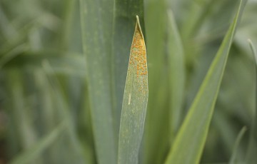Le risque maladies sur blé dur fin avril 2022 en Occitanie