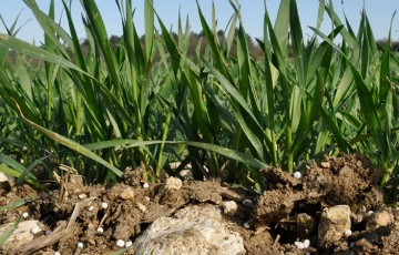 Les stratégies d’apport d’azote 2022 sur céréales en Poitou-Charentes