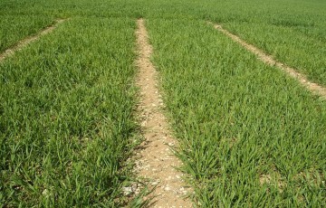 Le point sur la fertilisation azotée du blé dur en Méditerranée