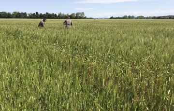 Résultats 2022 des variétés de blé dur bio en Méditerranée
