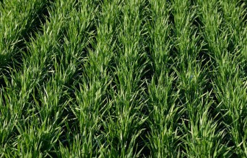 Vague de froid : quelle incidence sur le blé dur ?