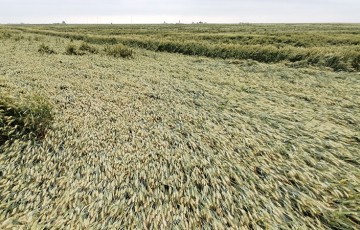 Réguler le blé dur : bonne ou mauvaise idée en 2022 ?