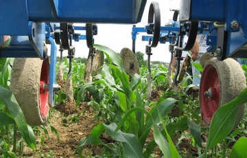 Maïs : le binage pour compléter l'action des herbicides