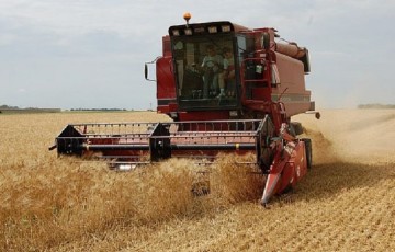 Les 7 clés pour réussir le blé dur